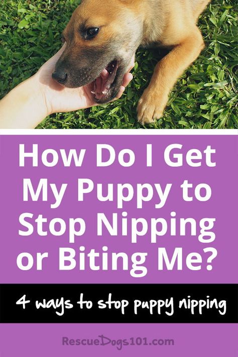 Puppy Training Biting, Dog Training Tools, Puppies Tips, Easiest Dogs To Train, Puppy Biting, Dog Training Advice, Dog Brain, Puppy Training Tips, Best Dog Training