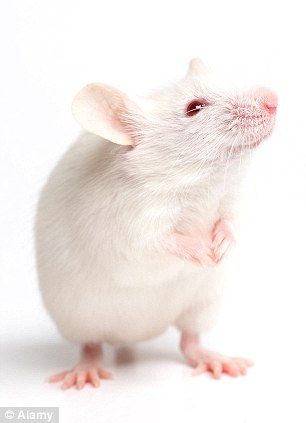 White Mouse Cute, Mouse Standing, White Rat, Dumbo Rat, Animals Tattoo, Fruit Fly, Sleeping Animals, White Mouse, Pet Mice