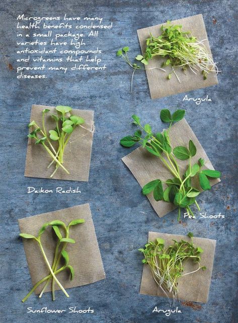 Microgreens Garden, Microgreens Recipe, Micro Greens, Growing Microgreens, Sprouting Seeds, Growing Greens, Healthy Vegan Snacks, Wheat Grass, Seasonal Food