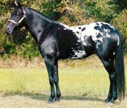 Beautiful black and white Appaloosa horse (120 pieces) Black Appaloosa, Fav Animal, Indian Horses, Appaloosa Horse, Quarter Horses, Appaloosa Horses, Most Beautiful Animals, Majestic Horse, Horses And Dogs