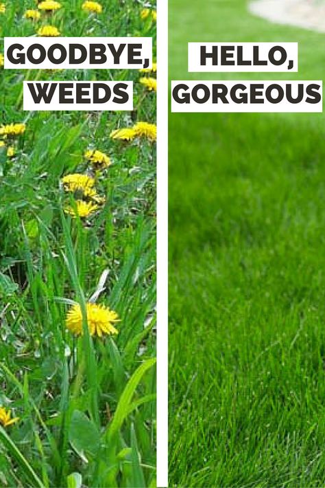 Lawn Care Business, Weeds In Lawn, Lawn Fertilizer, Lawn Care Tips, Lush Lawn, Lawn Edging, Lawn Maintenance, Lawn And Landscape, Good Bye