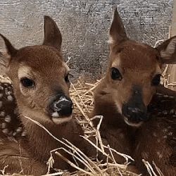 Deer Girl, Alice Angel, Visual Thinking, Oh Deer, Forest Friends, Baby Deer, Animals Friends, Spirit Animal, Fur Babies