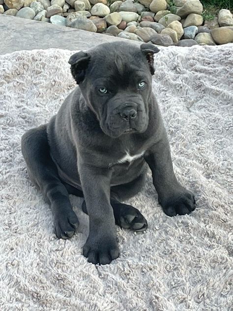 Blue Cane Corso King Corso Dog, Tattoos Dog, Italian Mastiff, Wallpaper Dog, Tattoo Dog, Cane Corso Puppies, Big Dog Breeds, Mastiff Puppies, Aesthetic Dog