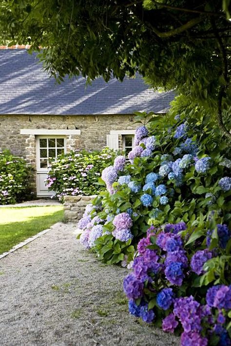 Hydrangea Landscaping, Florida Gardening, Southern Garden, Hydrangea Garden, Garden Shrubs, Have Inspiration, Gorgeous Gardens, Stone House, Garden Cottage