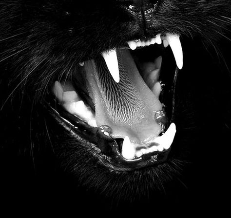 black Teeth Black And White Inspiration, White Inspiration, Photography Animals, A Black Cat, Best Photography, In The Dark, Black Cat, Black And White, Photography