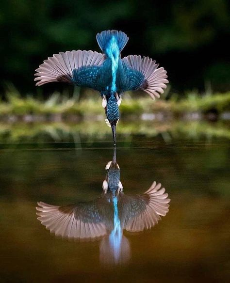 Time for the Hunt - 9GAG God Exists, National Geographic Photography, Common Kingfisher, Water Birds, Kingfisher Bird, Bird Flying, Double Vision, Painting Subjects, Airbrush Art