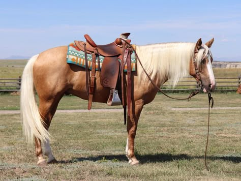 Check out this amazing Beautiful 10yr 15h Palomino Gelding Quarter Horse for sale in Wheatland, Platte, Wyoming, Wyoming USA! American Quarter Horse Palomino, Quarter Horse Palomino, Horses For Sale Near Me, Palomino Quarter Horse, Quarter Horses For Sale, Palomino Horses, Ranch Horses, Ranch Horse, Horse For Sale