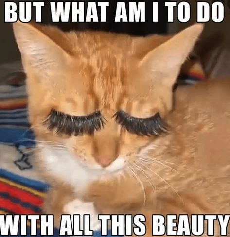 Cool Cat Memes of Fab Felines That Definitely Pass the Vibe Check - I Can Has Cheezburger? Funny Cat Captions, Excited Cat, Funny Looking Cats, Cute Cat Memes, Ugly Cat, Silly Cats Pictures, Silly Animals, Funny Cat Memes, Funny Cat Pictures