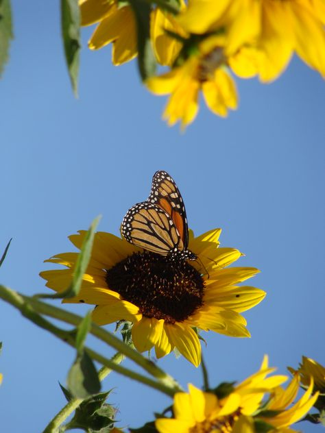 Monarch butterfly on giant sunflower Butterfly On Sunflower, Sunflowers With Butterflies, Butterfly Sunflower, Fun Beauty Products, Giant Sunflower, Nature Photography Flowers, Sunflower Garden, Sunflower Pictures, Orange Butterfly