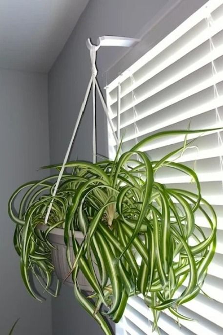 No Drill Hanging Plants, Easy Way To Hang Curtains, Toilet Curtain, Organization Notebook, Window Moulding, Hang Plants, Window Plant Shelf, Plants Hanging, Privacy Plants