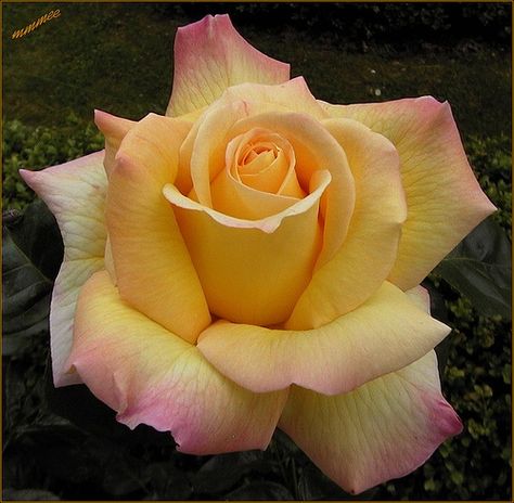 Peace Rose Rose Reference, Tea History, Peace Rose, Types Of Roses, Classic Garden, Hybrid Tea Roses, Yellow And Pink, Tea Roses, Love Rose