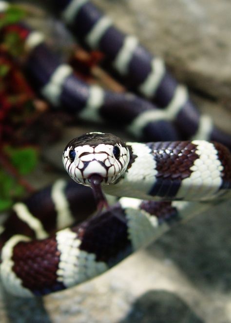 California Kingsnake. King Snakes, California Kingsnake, California King Snake, Snake Terrarium, Spiders And Snakes, King Snake, Pretty Snakes, Snake Lovers, Reptile Snakes