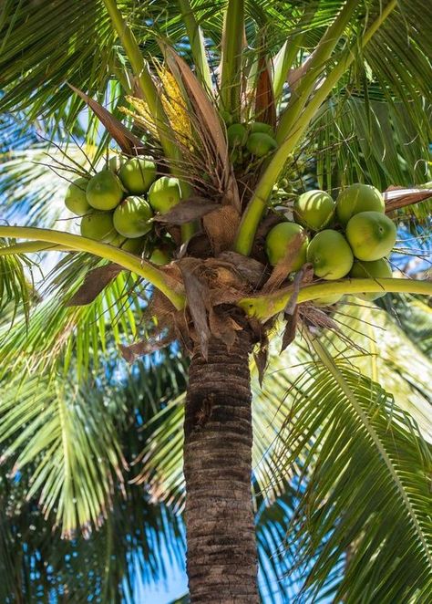 Coco Plant, Bedroom Plant Ideas, Coconut Photography, Coconut Garden, Garden Design Tropical, Tropical Fruit Trees, Coconut Plant, House Plant Decor, Tropic Island