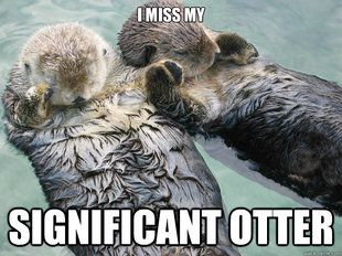 significant otter meme | quickmeme Nosara, Sea Otters Holding Hands, Sleeping Otters, Happy Facts, Otters Holding Hands, Significant Otter, Otter Love, Sea Otters, Happy Happy Happy