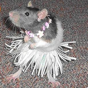 mice in clothes images | Unlikely Animals Wearing Clothes! Kawaii, Seanan Mcguire, Rattus Rattus, Animal Dress Up, Mascaras Halloween, Funny Mouse, Animal Costumes, Cute Rats, A Rat