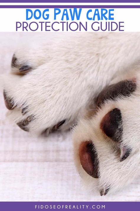 Dog Paw Care Professional Tips and Advice - Fidose of Reality Dog Paw Care, Paw Care, Dog Health Tips, Professional Tips, Lifestyle Tips, Dog Paw, Tips And Advice, Dog Photography, Dog Health