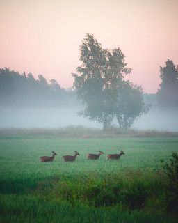 Follow the leader | Niilo Isotalo | Flickr England, Nature, Travel, Follow The Leader, Morning Dew, The Leader, Agriculture, Finland, Natural Landmarks