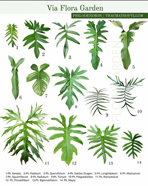 Plant Leaf Identification, Philodendron Plant, Indoor Plant Care, Palm Plant, Variegated Plants, Plant Identification, House Plants Decor, Colorful Plants, House Plants Indoor