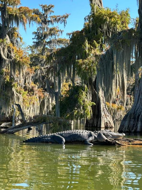 Louisiana Swamp Aesthetic, Louisiana Scenery, Bayou Aesthetic, Louisiana Marsh, Swamp Tattoo, Louisiana Aesthetic, Florida Gothic, Alligator Meat, Bayou House