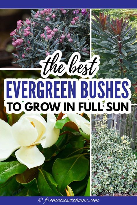 Shrubs For Sunny Areas, Flowering Evergreen Shrubs, Shrubs For Full Sun, Foundation Garden, Foundation Plants, Shrubs For Landscaping, Landscaping Shrubs, Full Sun Shrubs, Shrubs For Privacy