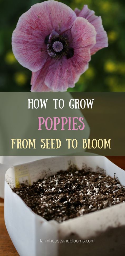 two pictures, one of a milk jug for winter planting poppy seeds, and one of a pink poppy flower Grow Poppies From Seed, How To Grow Poppies From Seed, How To Plant Poppy Seeds, When To Plant Poppy Seeds, Poppies In Pots, How To Grow Poppies, How To Grow Wildflowers From Seed, Poppy Garden Ideas, Perimeter Garden