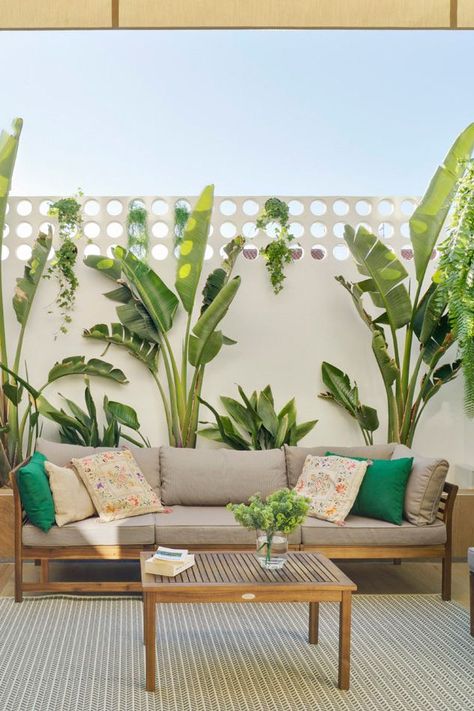 Hanging Plants Terrace, Birds Of Paradise Backyard, Strelitzia Nicolai Outdoor, White Bird Of Paradise Plant Outdoor, Birds Of Paradise Landscaping Ideas, Birds Of Paradise Plant Outdoor, Tropical Entryway Ideas, Small Tropical Courtyard, Bird Of Paradise Plant Outdoor Landscape