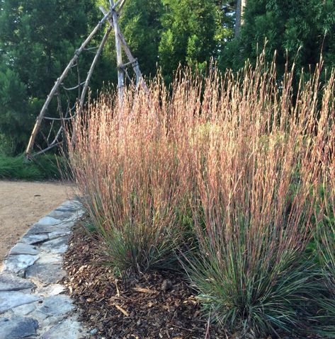 Schizachyrium Scoparium, Little Bluestem, Grass Alternative, Purple Foliage, Garden Flowers Perennials, Blue Foliage, Fountain Grass, Drought Tolerant Landscape, Perennial Border