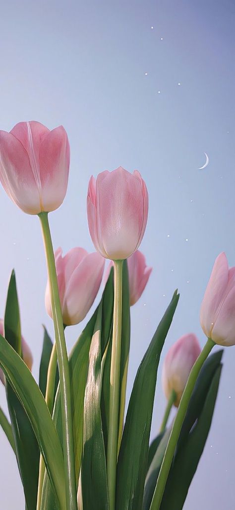 Iphone Wallpaper Flowers Hd, Background Images For Products, Pink Wallpaper Tulips, Tulips Field Wallpaper, Tulip Iphone Wallpaper, Tulip Aesthetic Wallpaper, Tulip Wallpaper Iphone, Cute Tulips Wallpaper, Wallpaper Tulips Aesthetic