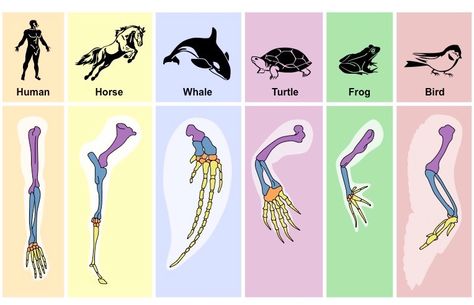 Homologous Structures, Comparative Anatomy, Vet Tech School, Vet Assistant, Animal Skeletons, 3d Modeling Tutorial, Ap Biology, Animal Anatomy, Anatomy Reference