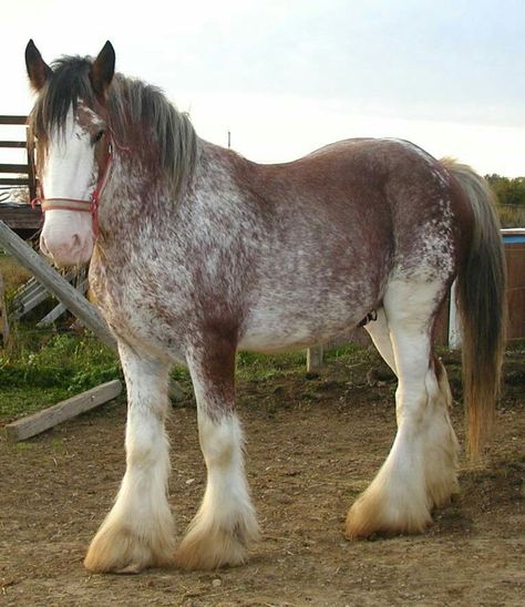 Clydesdale Horse | #FifthRidge #horse #cuteandfunnyhorse #warhorse #horseriding #horseracing #horsebreeds #horseimages #horseforsale #horseshoe #horserider #horserace #horsepics #horsenames Big Horse Breeds, Clydesdale Horse, Beautiful Horses Photography, Pony Breeds, Clydesdale Horses, Barrel Racing Horses, Big Horses, Horse Aesthetic, Most Beautiful Horses