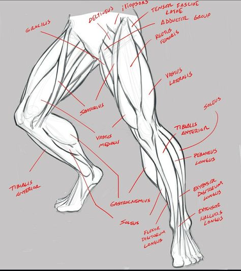 Leg Anatomy, Human Muscle Anatomy, Drawing Legs, Human Body Drawing, Human Body Anatomy, Anatomy Tutorial, Human Anatomy Drawing, Muscle Anatomy, Human Anatomy Art