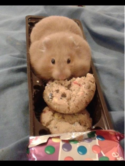 OMG HE’S SITTING IN THE COOKIE CONTAINER. WHO EVEN DOES THAT??? | 19 Adorable Animals You Need To See Today Teddy Hamster, Fat Animals, Funny Hamsters, A Hamster, Cute Rats, Cute Hamsters, Hamsters, Cute Little Animals, 귀여운 동물