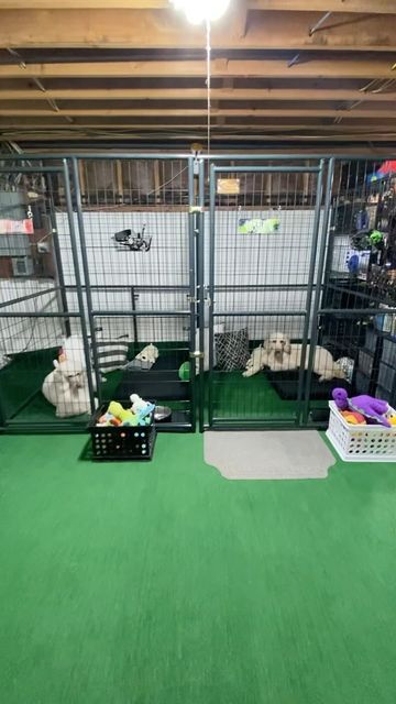 Dog Basement Room, Dog Playroom In House, Basement Dog Area, Dog Area In Basement, Unfinished Basement Dog Area, Dogs Kennel Ideas Indoor, Dog Basement, Dog Play Area Indoor, Basement Dog Kennel Ideas