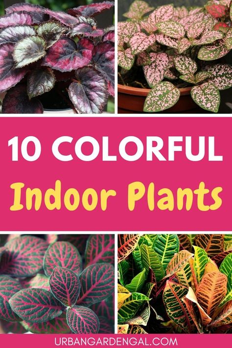 These beautifully colored houseplants can brighten up your home. Read on for my top 10 colorful indoor plants. #indoorplants #houseplants #gardening #garden Best Indoor Hanging Plants, Indoor Gardening Supplies, Indoor Plants Low Light, Indoor Flowering Plants, Hanging Plants Indoor, Inside Plants, Best Indoor Plants, Indoor Gardens, Plant Decor Indoor