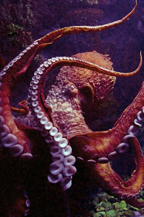 Join the Animals of the Sea Photo Challenge - ViewBug.com Under Sea Creatures, Octopus Photography Underwater, Under The Sea Photography, Reka Bentuk Industri, Octopus Photography, Octopus Photos, Octopus Pictures, Octopus Painting, Tattoo Nature