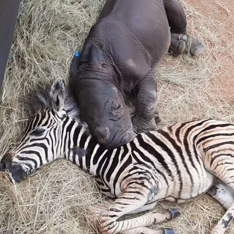 Unlikely Animal Friends, Wild Animal Sanctuary, Baby Rhino, Unlikely Friends, Baby Zebra, Light Exercise, Zebras Animal, Animal Sanctuary, Drink Milk