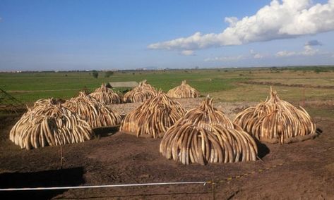 Stacks of 105 tonnes of ivory in Nairobi National Park, Kenya. On 30 April Kenyan President Uhuru Kenyatta will set fire to the ivory in a public ceremony in order to put it out of economic use. Bonfire Lit, Nairobi National Park, Scrimshaw Art, Animals With Horns, Ivory Trade, Wild Elephant, Natural Ecosystem, Stop Animal Cruelty, Save The Elephants