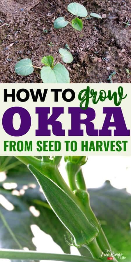 Okra Companion Planting, Grow Okra, Growing Okra, Okra Plant, Okra Seeds, Southern Gardens, Compost Container, Okra Recipes, Start A Garden