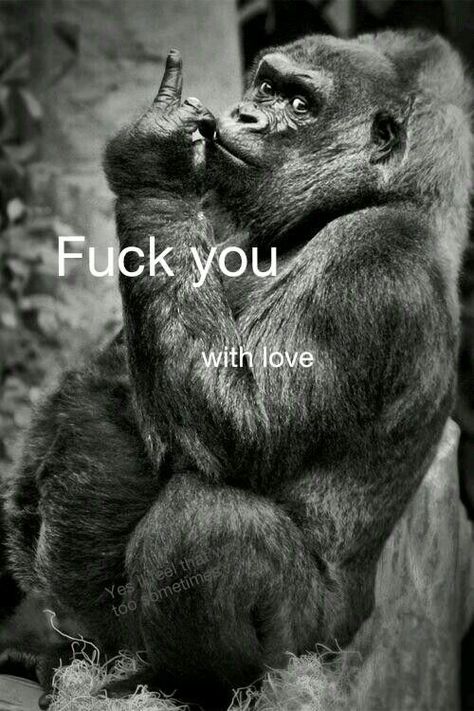 Regard Animal, Gorillas Art, Gorilla Tattoo, Swear Words, Middle Fingers, Monkey Pictures, Monkey Art, Monkeys Funny, Funny Animal Memes