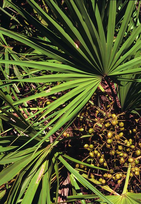 Herbal Fact Sheet: Saw Palmetto. All about the medicinal and health benefits of this amazing plant. #thecreativecottage #herbs Saw Palmetto, Medicine Woman, Fact Sheet, Growing Herbs, Medicinal Herbs, Herbal Remedies, Plant Care, Circles, Top 10