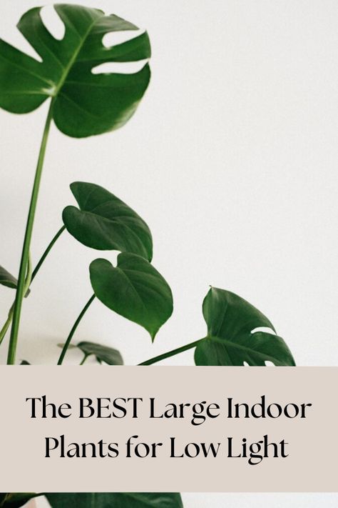 This list of large indoor plants for low light spaces was just what we needed to get started on our indoor plant adventure. Best Large Indoor Plants For Low Light, Entry Way Plants Indoor, Large Low Light House Plants, Farmhouse Indoor Plants, Entryway Plants Indoor, Foyer Plants Entrance, Large Indoor Plants Living Rooms, Large Indoor Plants Low Light, Tall Indoor Plants Low Lights