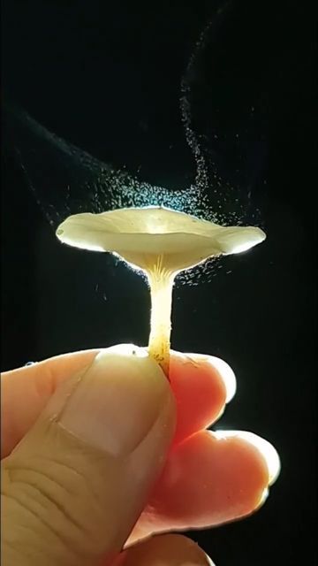 We the æther 道♡ॐ𓂀✝️☯️☸️☪️ on Instagram: "Mushrooms releasing millions of microscopic spores at night in a harmonic dance with the wind to spread.🌬️🍄 How much mesmerizing is this?😍 "Mushrooms are miniature pharmaceutical factories, and of the thousands of mushroom species in nature, our ancestors and modern scientists have identified several dozen that have a unique combination of talents that improve our health. Mushrooms have many helpful nutrients, including beta glucans for immune enhanc Puffball Mushroom, Mushroom Species, Mushroom Spores, Multifunctional Furniture, Scientists, Night In, In Nature, The Wind, At Night