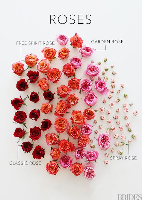 Know your roses! CLASSIC ROSES (the ones everyone is familiar with), SPRAY ROSES (the little itty bitty guys), and the new up-and-coming GARDEN ROSES (the ones that open looking like peonies). Vs Spray, Free Spirit Rose, Classic Wedding Flowers, Roses Valentines Day, Different Types Of Flowers, Rose Varieties, Flower Guide, Types Of Roses, Garden Rose