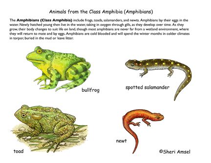 ExploringNature.Org; Review and info of a fantastic site for life science resources! Animals Classification, Animals Name In English, Animal Activities For Kids, Animal Classification, Small Frog, Animal Names, Esl Resources, Picture Dictionary, Animal Groups