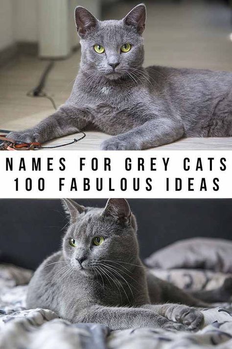 Grey Cat Personality, Gray Kitten Names, Cat Names Girl Unique, Gray Cat Names, Grey Kitten Names, Female Cat Names Unique, Grey Bengal Cat, Kitten Names Boy, Kitten Names Girl