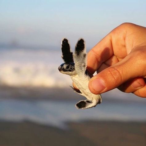 The Ocean, The Cutest, The Beach