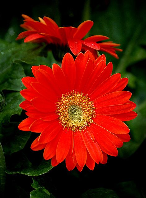 Red Daisies..one of my most favorite flowers. Red Daisy Tattoo, Red Daisy, Sunflowers And Daisies, Good Morning Beautiful Images, Flower Names, Gerbera Daisy, Flower Therapy, Flower Phone Wallpaper, Unique Flowers