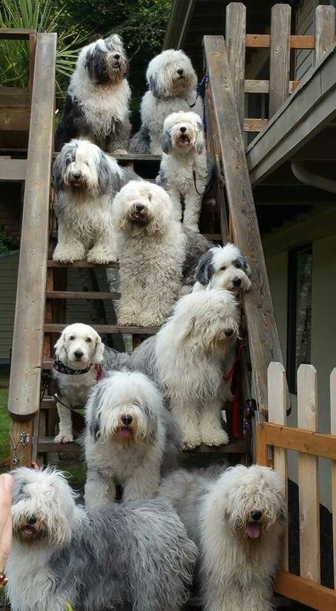 Old English Sheepdogs, Old English Sheep Dog, English Sheepdog Puppy, Old English Sheepdog Puppy, Sheep Dogs, Bearded Collie, English Sheepdog, Old English Sheepdog, Wild Life