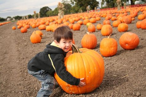 Pumpkin picking in Vermont Halloween Pumpkin Patch, Best Pumpkin Patches, Food Film, Pumpkin Ice Cream, Hunting Game, Pumpkin Patches, Fun Fall Activities, Pumpkin Farm, Pumpkin Picking