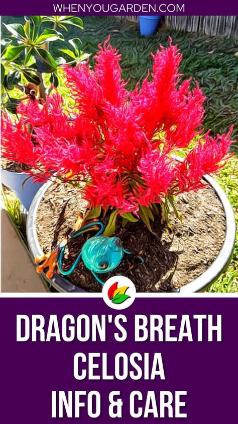 Celosia Dragons Breath, Dragons Breath Celosia, Dragons Breath Flower, Dragons Breath Plant, Celosia Plant, Celosia Flower, Pruning Plants, Front Porch Plants, Garden Lighting Design